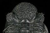 Super Spiny Drotops Armatus Trilobite - #5614-9